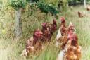STOCK image of chickens in a field