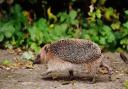 Hedgehog walk