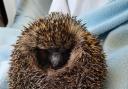 Griddy the hedgehog is recovering after rescue