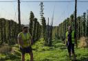 Hobsons founder Nick Davis at a local hop yard on Green Hop brewing day