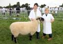 Logan Shepherd and Archie Dorrell with the class winning two-year-old Shropshire Ram