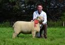 Shearling ewe from the Dolwen flock. New Breed Record price of 2700gns with Simon Donovan. Photo: P Gray