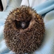 Griddy the hedgehog is recovering after rescue