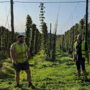 Hobsons founder Nick Davis at a local hop yard on Green Hop brewing day