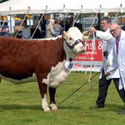 Stockmen Mark and Michael Chandler prepare Heath House Curly 3rd to be photographed at the show in 2015. The Hereford heifer is owned by Rupert and Liz Lywood