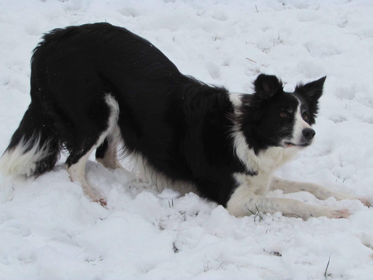 Molly the sheep dog waits for a snowball.
