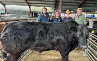 Wendy Morgan (second from right) of E. H. Pennie & Son with her champion steer and (from left) judge Garry Howells, Holly Page from sponsor Wynnstay Group and auctioneer James Evans, Halls director.