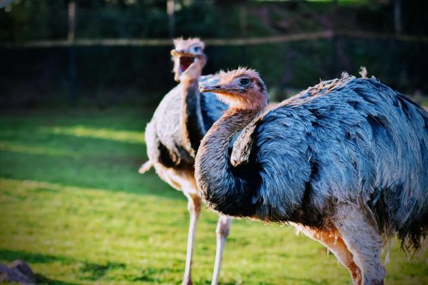 An ostrich or an emu, pictured, has been seen running on the A49 near Ludlow, according to police. Stock picture.