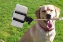 Ludlow Rotary Club dog day is the big fund raiser