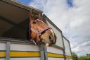 Thieves stole an expensive horse box from a Wiltshire farm