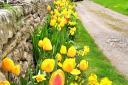 A wall of flowers including tulips, daffodils - and wallflowers - at Cover Bridge near East Witton, by Libby Harding, of Leeming