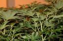 Cannabis was grown at the house in Ludlow using electricity which was abstracted illegally.