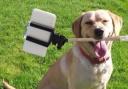 Ludlow Rotary Club dog day is the big fund raiser