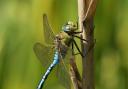 A magnificent emperor dragonfly, photographed by Rachel Bennett