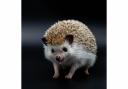 Happy Hedgehog
