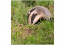 Badger cub. Picture: Dennis Evans