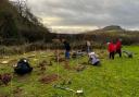 Tree planting at farm in the Clun valley