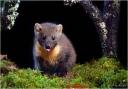 Pine Marten Picture: ANDY MORKOT.