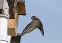 A swift approaching a nest box with its throat pouch bulging with insects to feed its chicks, photo: Nick Upton