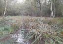 The swamp near Bridgenorth