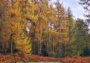 Autumn in Mortimer Forest on the Herefordshire-Shropshire border by Monika Trundova