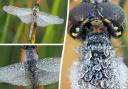 Stunning pictures show rarely-seen dragonfly near Ludlow