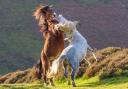 Two stallions locked in battle at the Long Mynd in Shropshire
