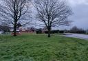An oak tree on the new Sidney Road Town Green will serve as a memorial to local people who died as a result of Covid-19