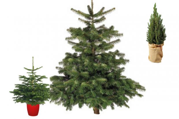 Ludlow Advertiser: Lidl is offering indoor and outdoor Christmas trees (Lidl)