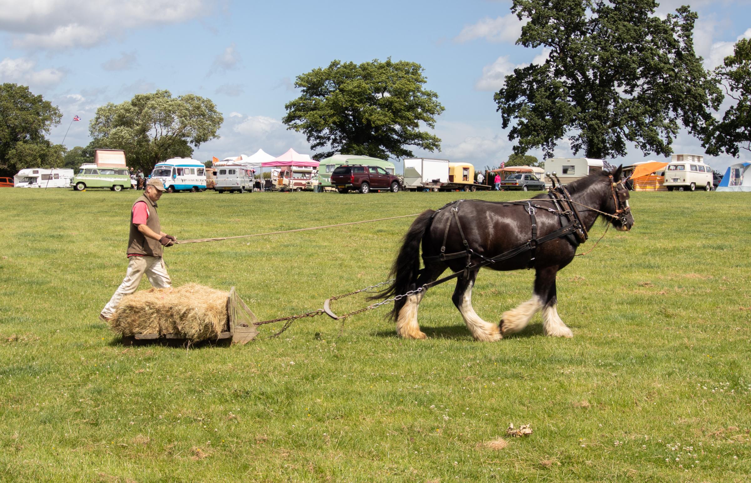 One of the horses in the working section of the Bromyard Gala 2022. Picture: Sofie Smith