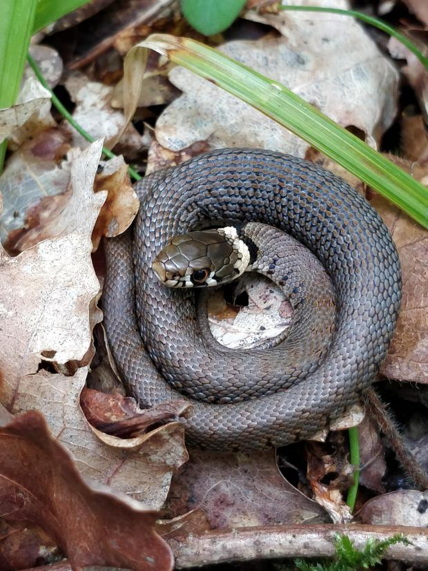Ludlow Advertiser: SNAKE: A grass snake. Pic. Eleanor Reast