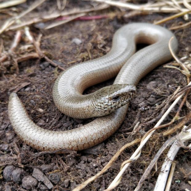 Ludlow Advertiser: SAFE: A slow-worm. Pic. Eleanor Reast