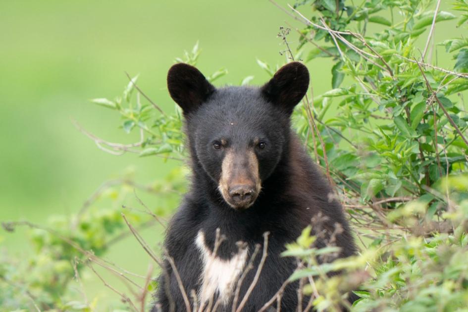 Mexican mother shields son from bear as it eats birthday picnic