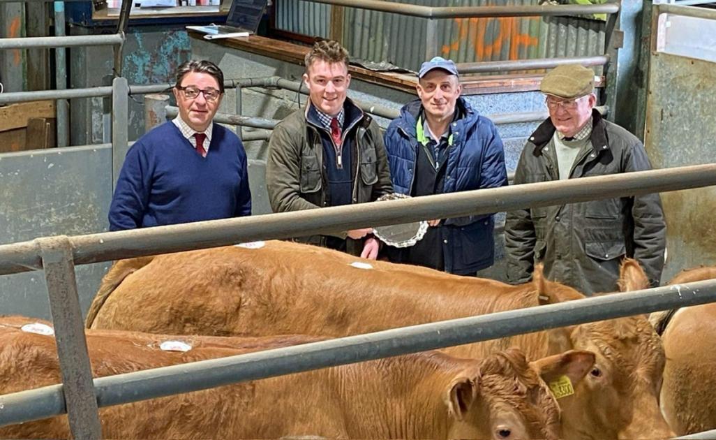 'Exceptional' sale at Shropshire cattle auction 