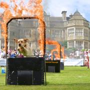 Out door dog photography Stokesay Court  Dog Show Event Photography.