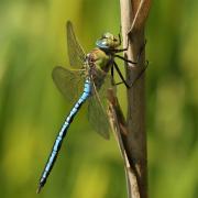 A magnificent emperor dragonfly, photographed by Rachel Bennett