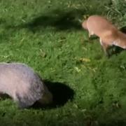 Badger and fox in garden