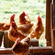 There are growing concerns about avian flu