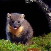 Pine Marten Picture: ANDY MORKOT.
