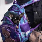 A woman fleeing Ukraine carries a small dog in a backpack on the border in Vysne Nemecke, Slovakia,  (AP Photo/Darko Vojinovic).
