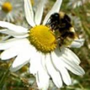 Bee on wild flower.