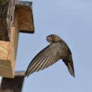 A swift approaching a nest box with its throat pouch bulging with insects to feed its chicks, photo: Nick Upton