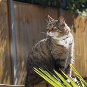 Cat can leave a smelly mess in gardens