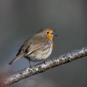 Robin in the sunshine singing his heart out - Yvonne Williams