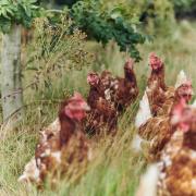 STOCK image of chickens in a field