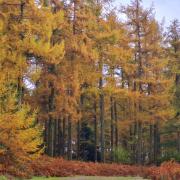 Autumn in Mortimer Forest on the Herefordshire-Shropshire border by Monika Trundova