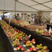A glorious display at Tenbury applefest. Taken for the Ludlow and Tenbury Wells Advertiser Club by Marlene May