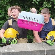 Firefighters were called in to the rescue of the terrified kitten in Ludlow