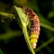 Stunning pictures show glow worm in Shropshire