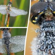 Stunning pictures show rarely-seen dragonfly near Ludlow